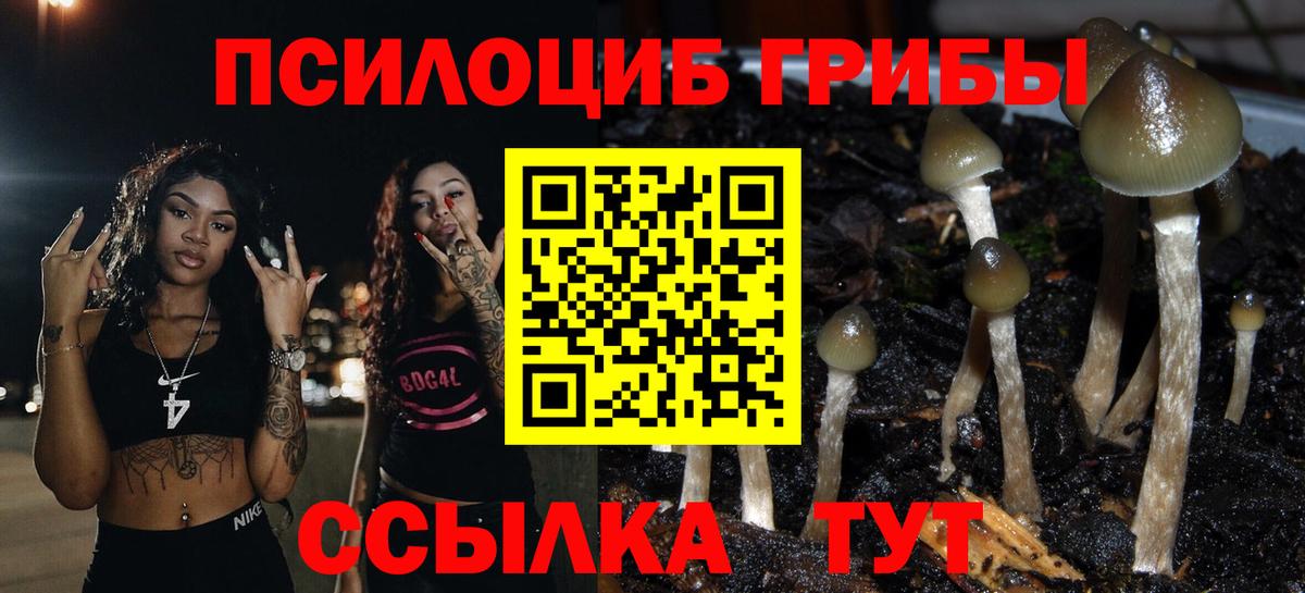 Псилоцибиновые грибы Psilocybe Кумертау